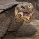 galapagos giant turtle darwin fail
